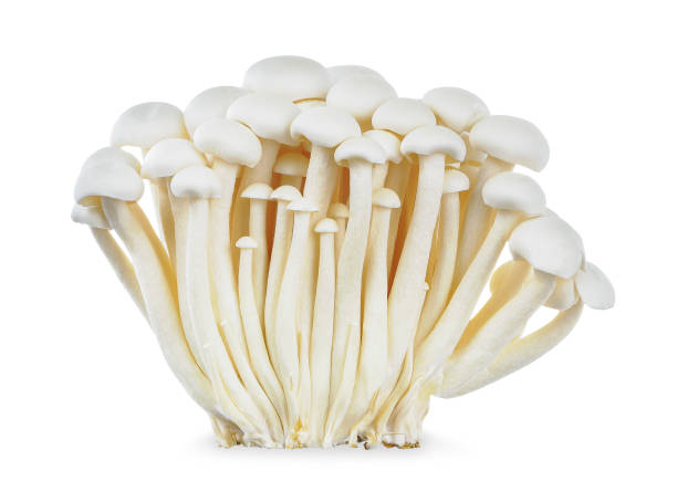 istock Shimeji mushroom isolated on white background. 1641518075