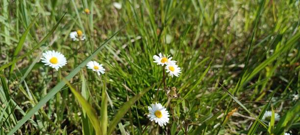 istock A daisy (Bellis perennis) in a lush green meadow 1641519100
