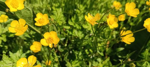 istock a Ranunculus acris is blooming in a bright yellow on a meadow 1641519378