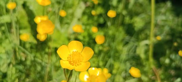 istock a Ranunculus acris is blooming in a bright yellow on a meadow 1641519381