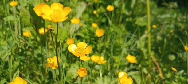 istock a Ranunculus acris is blooming in a bright yellow on a meadow 1641519386