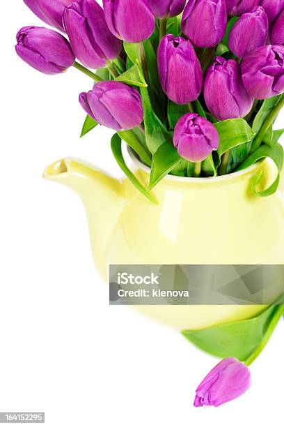 Tulipani Color Porpora - Fotografie stock e altre immagini di Bellezza naturale - Bellezza naturale, Bianco, Bocciolo
