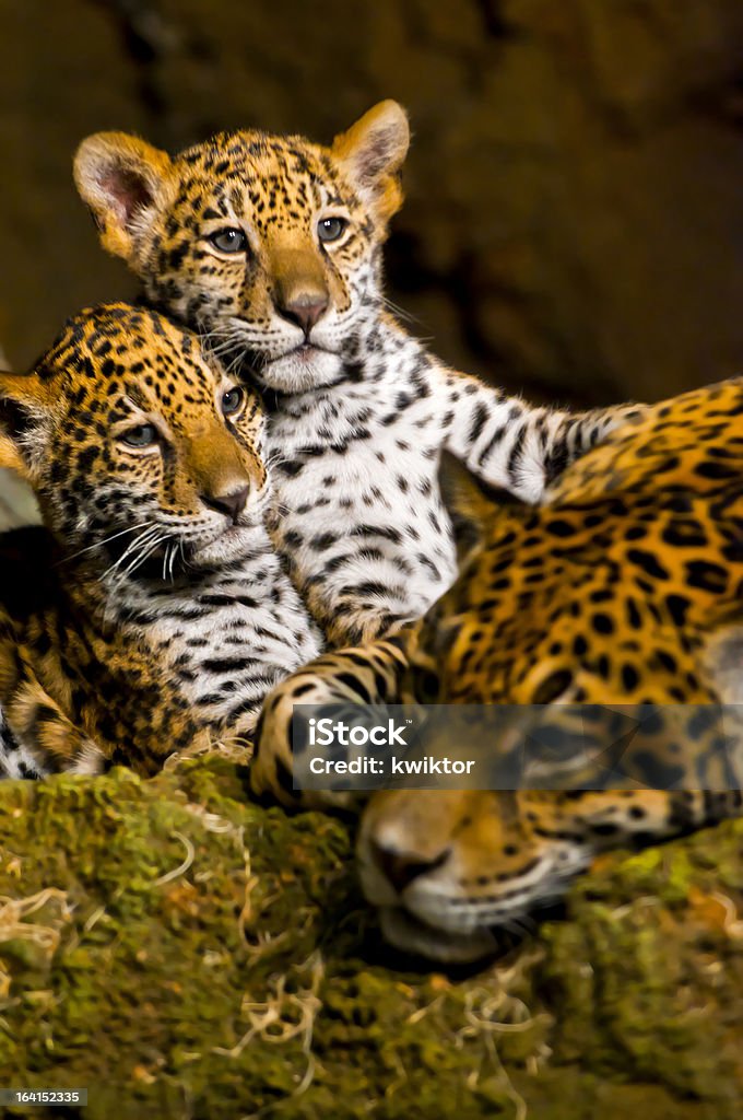 Jaguar 컵스 - 로열티 프리 새끼 동물 스톡 사진