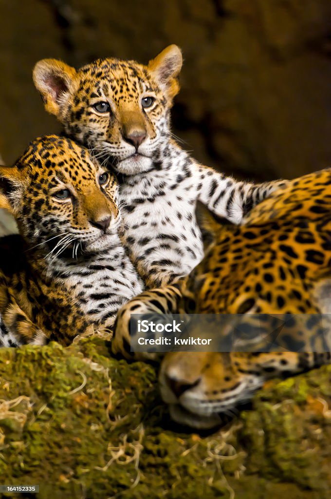 Jaguar Cubs - Foto de stock de Filhote royalty-free