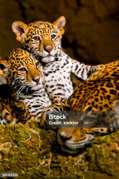 Foto de Jaguar Cubs e mais fotos de stock de Filhote - Filhote, Jaguar - Gato, Leopardo