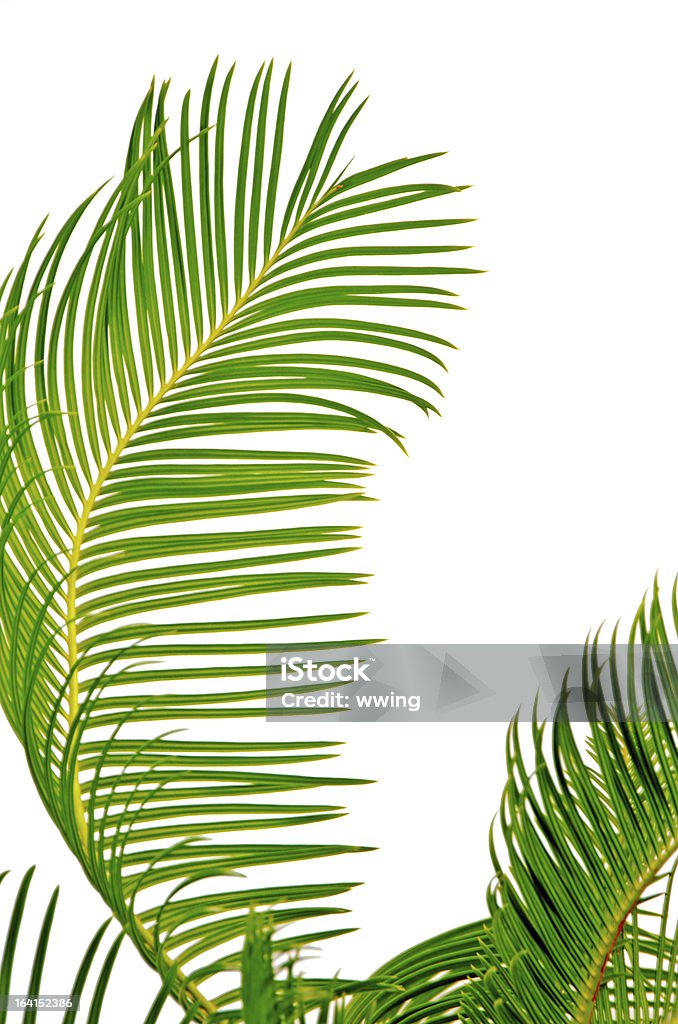 Palmeira Fronds - Royalty-free Folha de palmeira Foto de stock