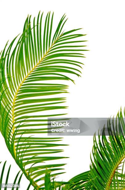 Palmeira Fronds - Fotografias de stock e mais imagens de Folha de palmeira - Folha de palmeira, Folha, Tropical