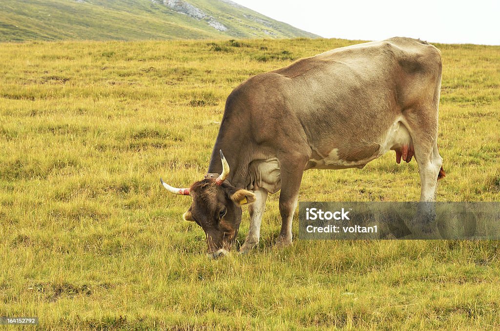 Cow 굴절률은 패스처 - 로열티 프리 가축 스톡 사진