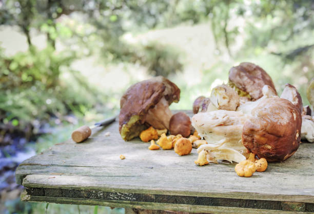 cogumelo porcini e chanterelles sobre mesa de madeira em frente à folhagem da floresta. - media mixed - fotografias e filmes do acervo