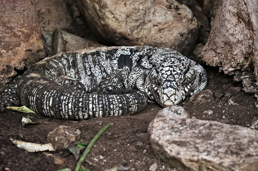 The Argentine black and white tegu (Salvator merianae), also known as the Argentine giant tegu, the black and white tegu, or the huge tegu, is a species of lizard in the family Teiidae. The species is the largest of the \