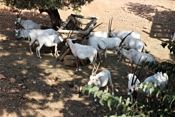 the arabian oryx or white oryx (oryx leucoryx) - oryx gazella leucoryx imagens e fotografias de stock