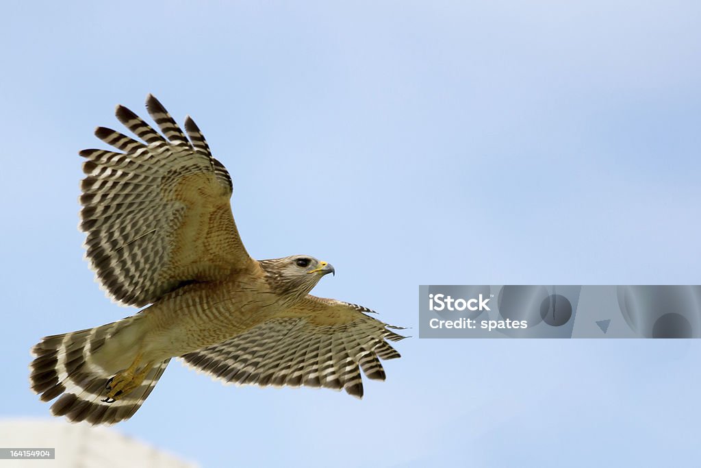 Buteo Lineatus voando - Foto de stock de Animais caçando royalty-free