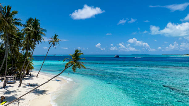 istock Summer palm tree  and Tropical beach with blue  sky background 1641552321