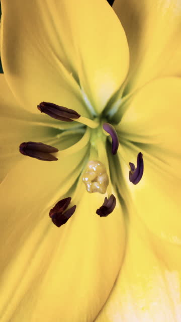 Blooming Yellow Lily