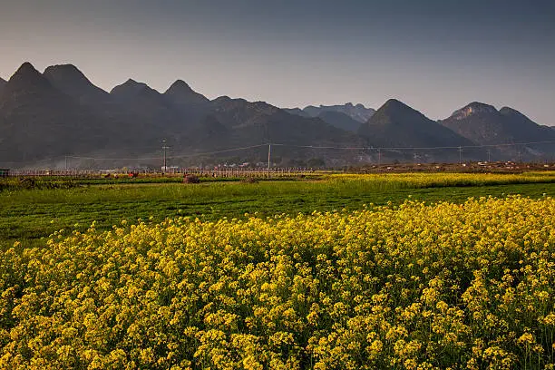 Field of rape flowers,spring pastoral scene ,China