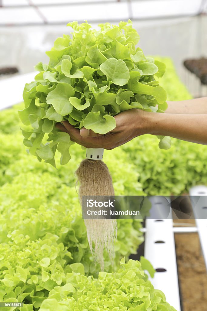 Hydrokultur Gemüse auf Seite - Lizenzfrei Agrarbetrieb Stock-Foto