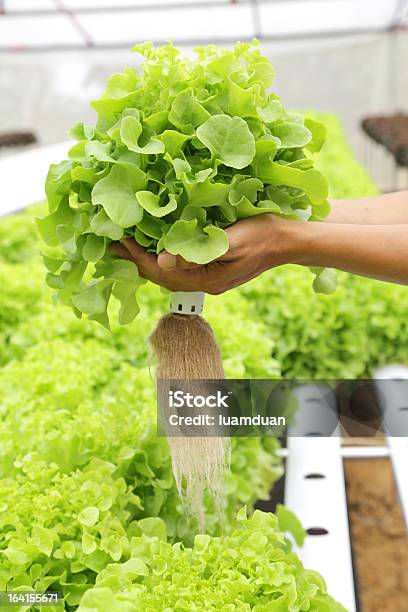 Hydrokultur Gemüse Auf Seite Stockfoto und mehr Bilder von Agrarbetrieb - Agrarbetrieb, Asien, Blatt - Pflanzenbestandteile