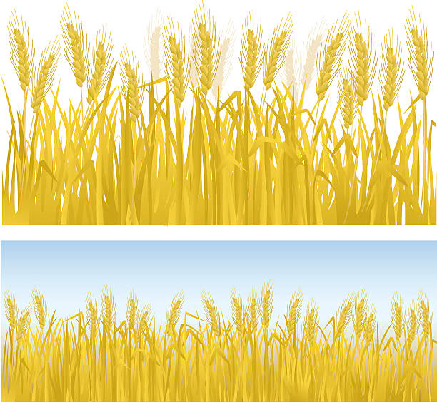 Clip art of rows of golden wheat Cereal crop - wheat. hay field stock illustrations