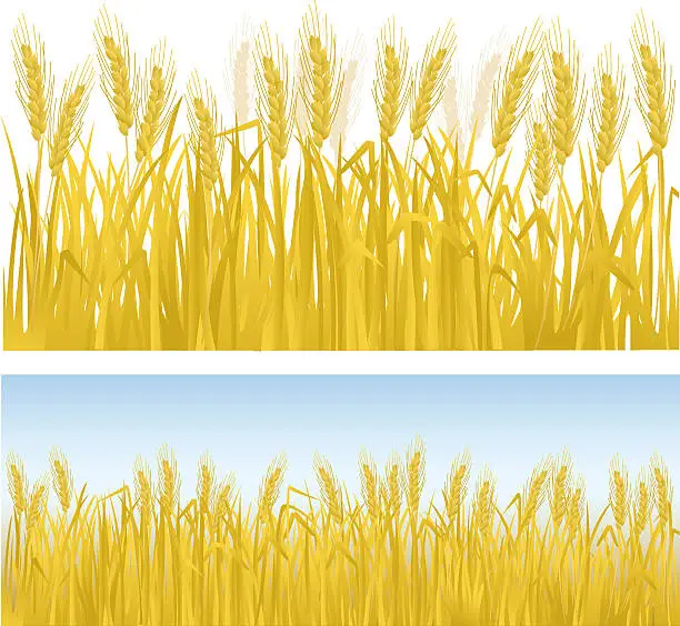 Vector illustration of Clip art of rows of golden wheat