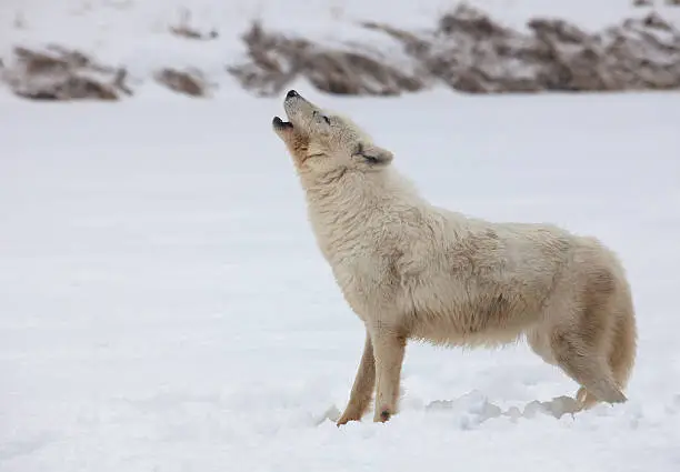 Arctic wolf profile in the snow, howling.