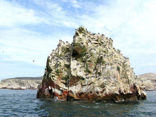 istock Rock in the sea with wild birds 164155800