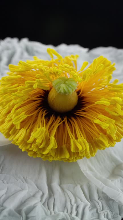 Blooming white Poppy Flower