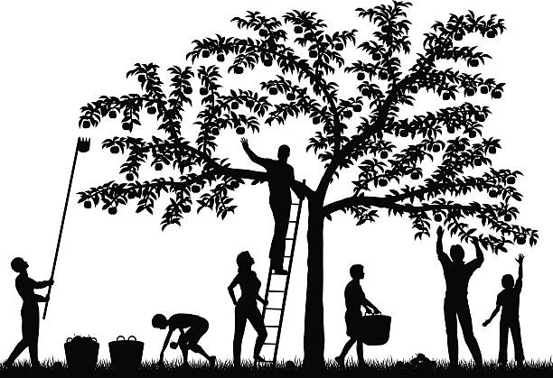 Fruit harvest Editable vector silhouettes of a family harvesting apples from a tree with people and fruit as separate objects fruit silhouettes stock illustrations