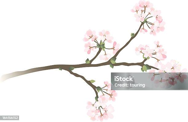 Kirsche Stock Vektor Art und mehr Bilder von Ast - Pflanzenbestandteil - Ast - Pflanzenbestandteil, Baumblüte, Blume