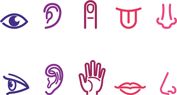 Five Senses Icons Two sets of icons representing the five senses. human tongue stock illustrations