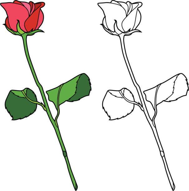 Cartoon Of Rose Stem Illustrations, Royalty-Free Vector Graphics & Clip Art  - iStock