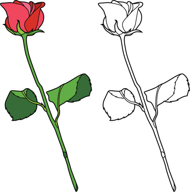Cartoon Of Rose Stem Illustrations, Royalty-Free Vector Graphics & Clip Art - iStock Cartoon Of Rose Stem Illustrations, Royalty-Free Vector Graphics & Clip Art - iStock