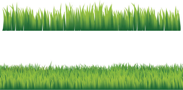 green gras - grass family grass white background isolated stock-grafiken, -clipart, -cartoons und -symbole