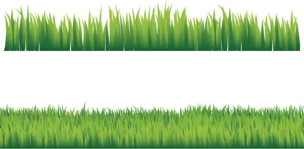 Vector illustration of Green grass