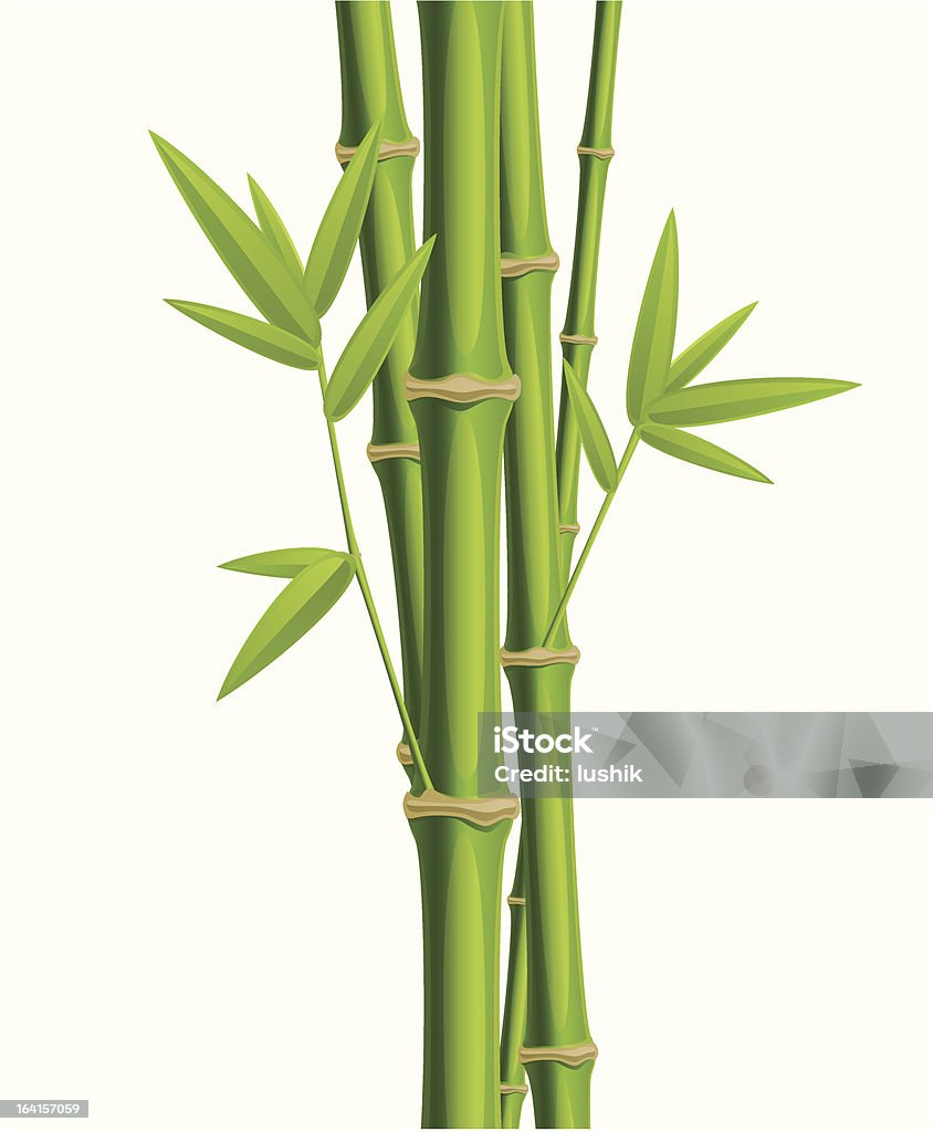 Bamboo on white "Green bamboo stems and leaves, isolated on white background." Bamboo - Plant stock vector