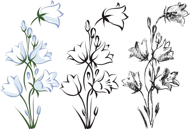 bellflower - campanula stock illustrations