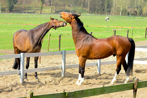 istock Horse trying to bite other one 164157651
