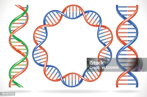 Dnastränge Stock Vektor Art und mehr Bilder von Adenin - Adenin, Biochemie, Biologie