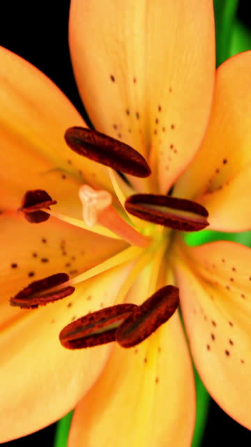 Blooming Orange Lily