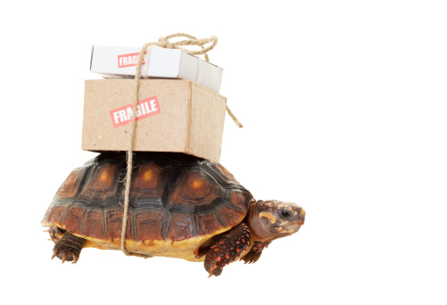 A small tortoise carrying mail on his back.  Shot on white background.  Snail mail slow concept.
