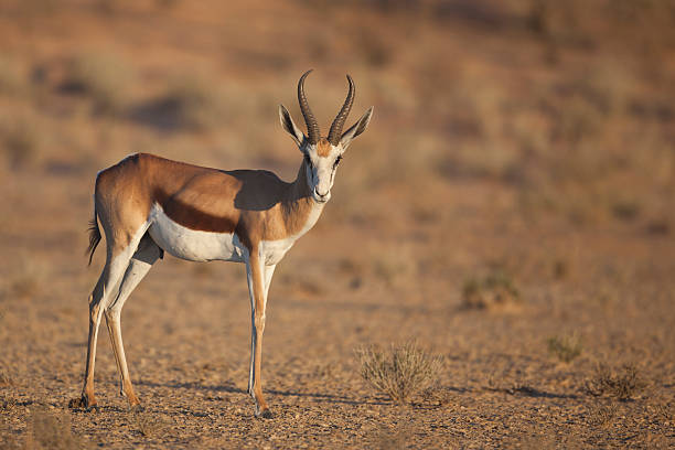 スプリングボックの Kalahari 日の出光 ストックフォト