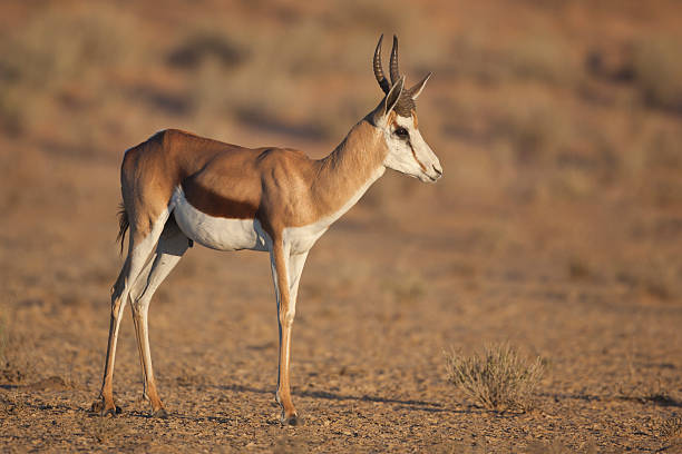 スプリングボックの Kalahari 日の出光 ストックフォト