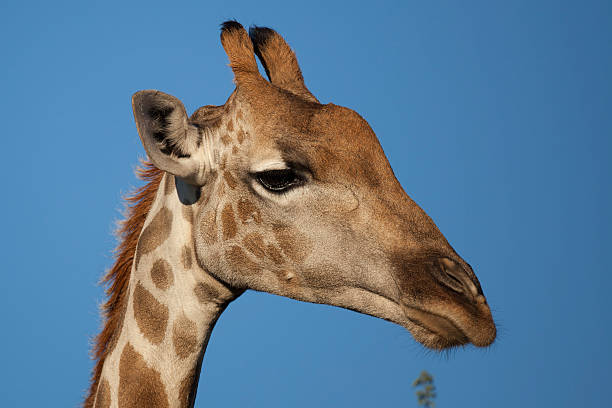Deserto Giraffa close-up - foto stock