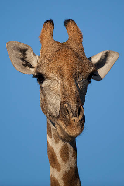 Deserto Giraffa close-up - foto stock