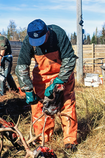 Kvikkjokk, Sweden - September, 2020: Sami man butchered a reindeer in the north of Sweden