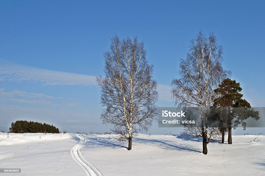 裸の木、丘の上の冬 - カバノキのロイヤリティフリーストックフォト