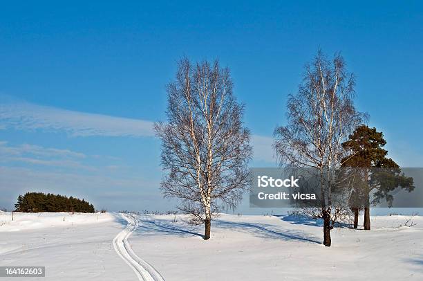 Gołe Drzewa Na Wzgórzu W Zimie - zdjęcia stockowe i więcej obrazów Bez ludzi - Bez ludzi, Biały, Brzoza
