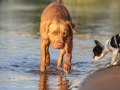 Cute dog and sweet puppy swimming in the river on a clear, sunny day. Closeup, outdoors. Day light. Concept of care, education, obedience training and raising pets