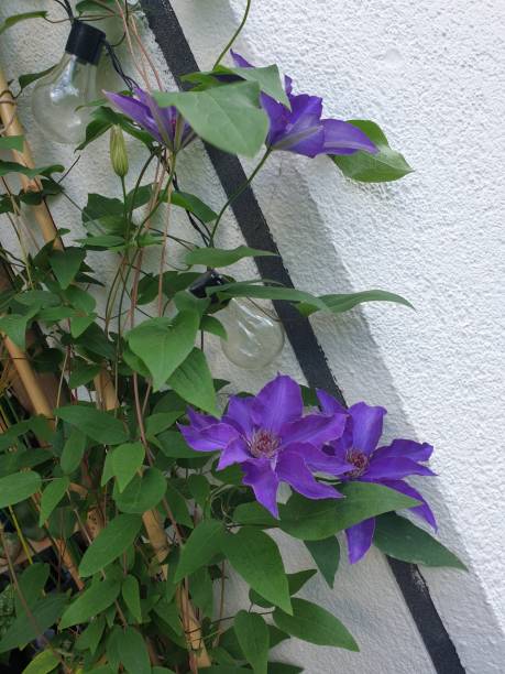 istock Balcony clematis in purple 1641631552