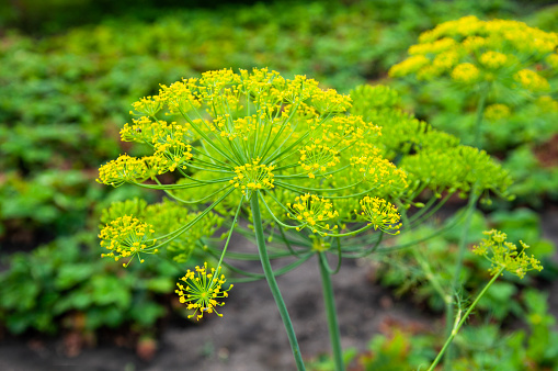 Close up photo of dill umbels.
