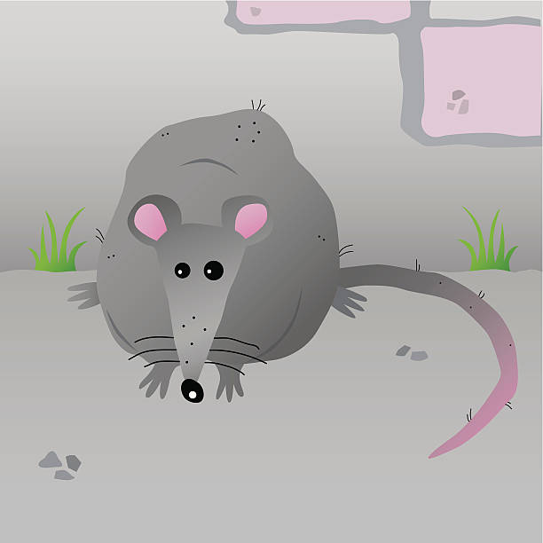 8 Rat Cartoon Ugly Cartoon Rat